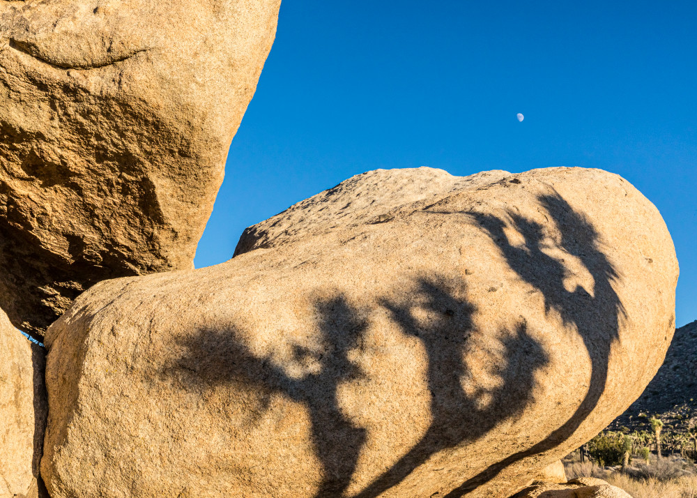 Shadows of Joshua Trees cast on rock formations in Joshua Tree National Park.