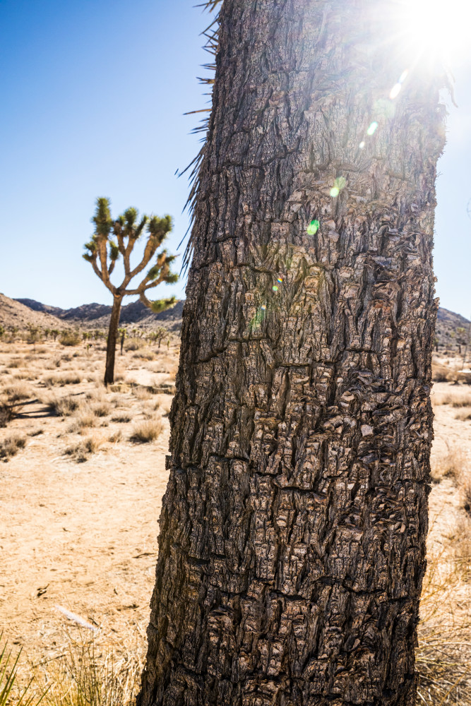 Closeup of a Joshua Tree trunk against a landscape and blue sky in Joshua Tree National Park..