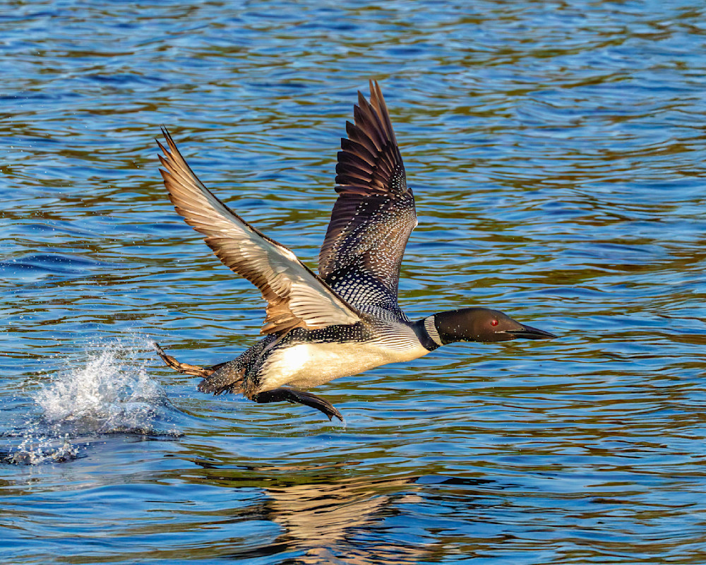 Common Loon Take Off Behaviour Photography Art | Mike Soegtrop Photography