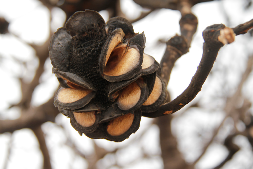 Banksia Seed Pod Photography Art | Images by Simon