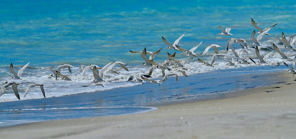Airborne Terns Photography Art | Images by Simon