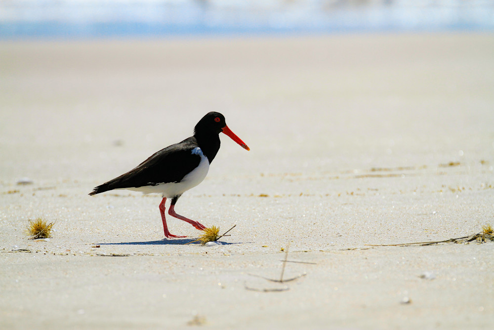 Australian Pied Oystercatcher Photography Art | Images by Simon