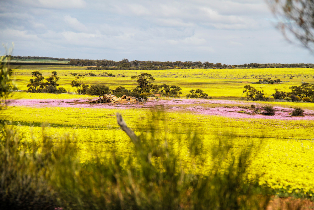 Farmland Wildflowers Photography Art | Images by Simon