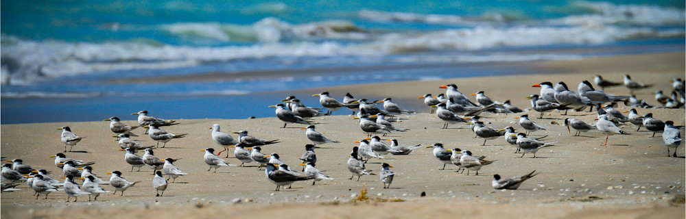 Greater Crested Terns Photography Art | Images by Simon