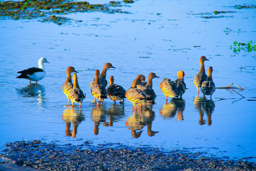 Fulvous Whistling Duck Photography Art | Images by Simon