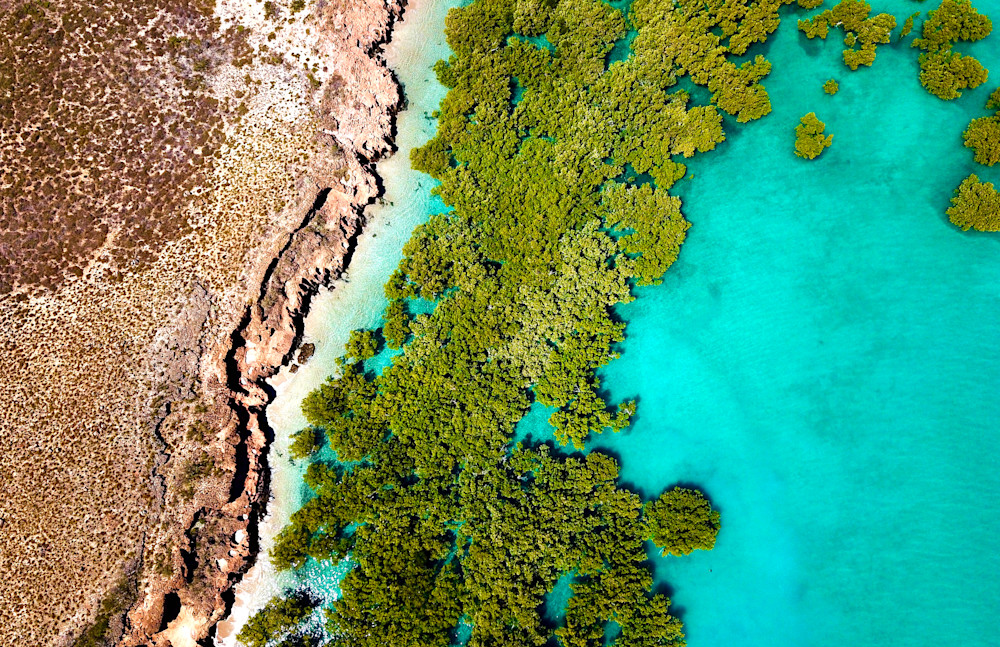 Mangroves   Cape Keraudren Photography Art | Images by Simon