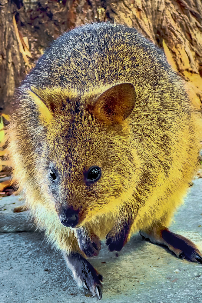 Quokka   Rottnest Island Photography Art | Images by Simon