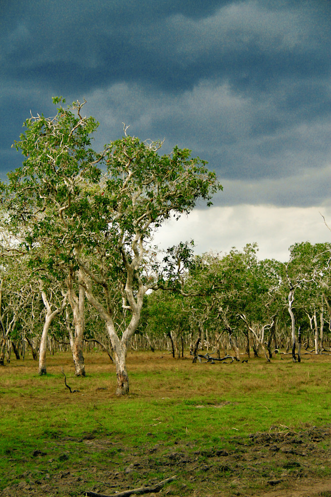Ramingining Wetlands Photography Art | Images by Simon