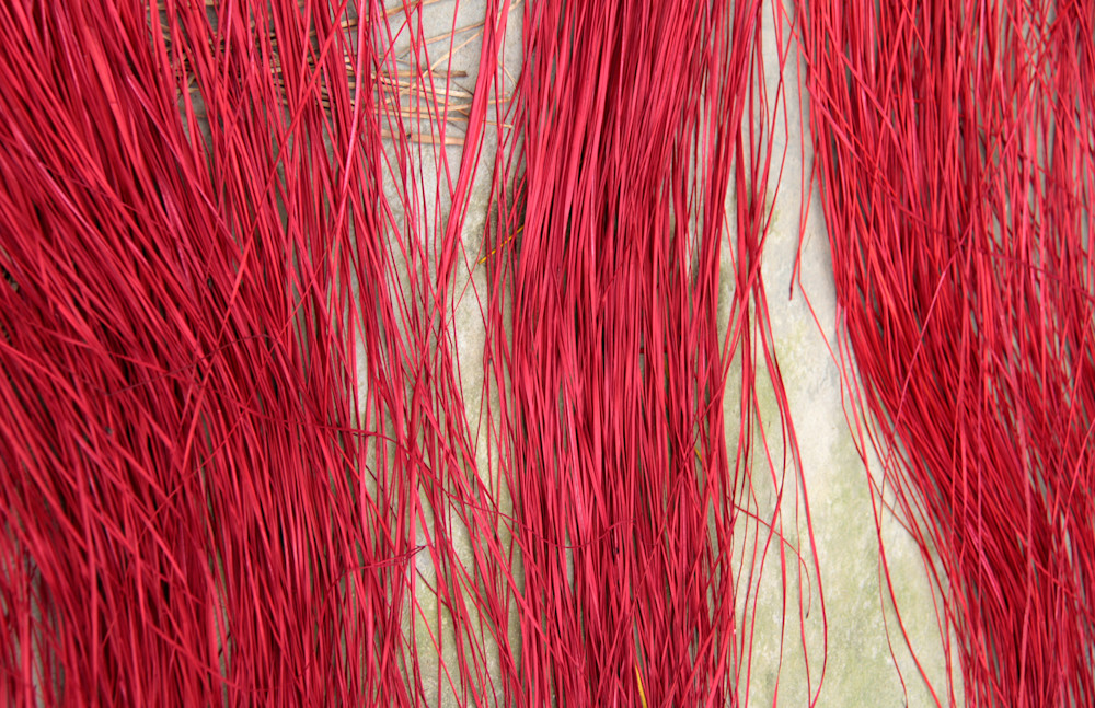 Red Cane Photography Art | Images by Simon