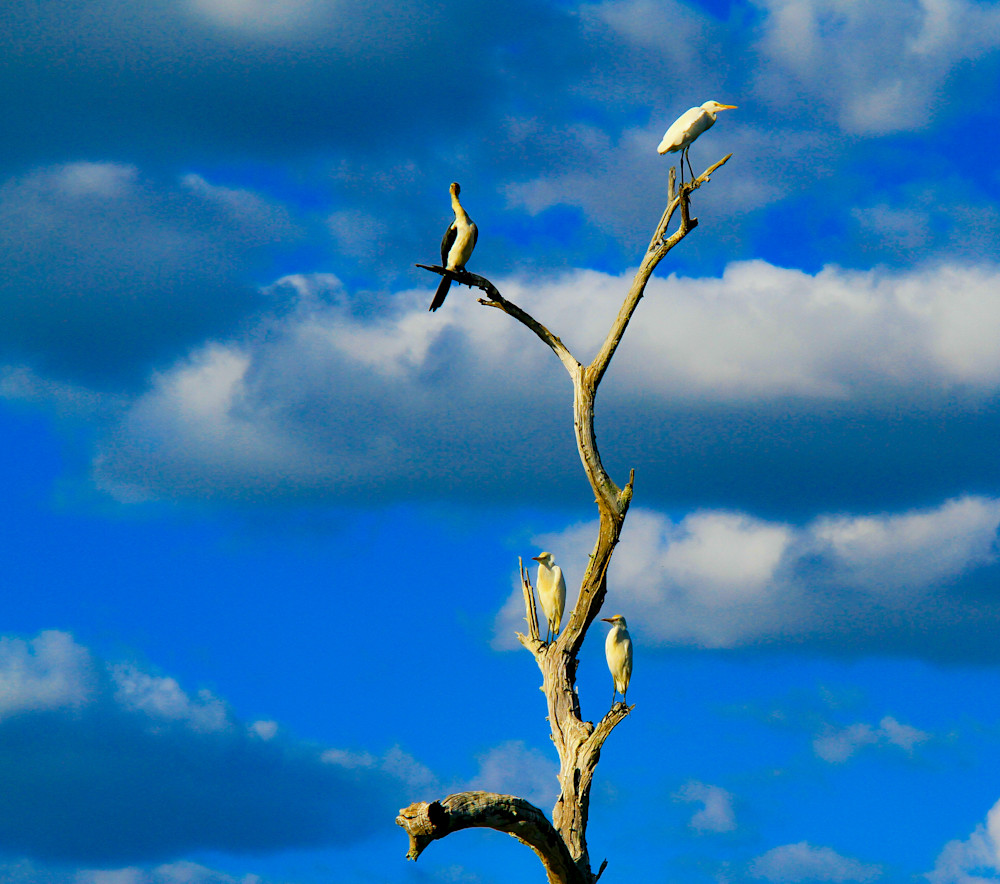 Resting   Kakadu 2 Photography Art | Images by Simon
