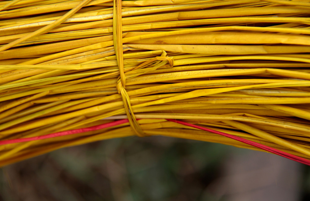 Tied Up Golden Cane Photography Art | Images by Simon