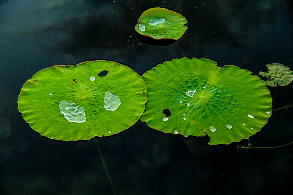 Water Droplets On Lotus Leaf Lotus Effect Photography Art | Images by Simon