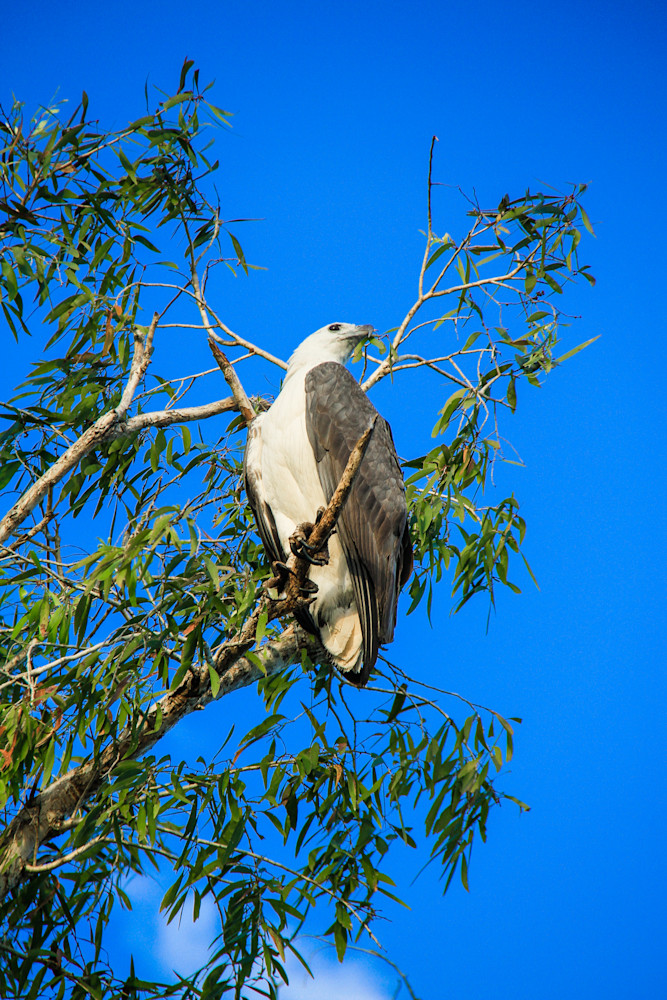 White Bellied Sea Eagle Photography Art | Images by Simon