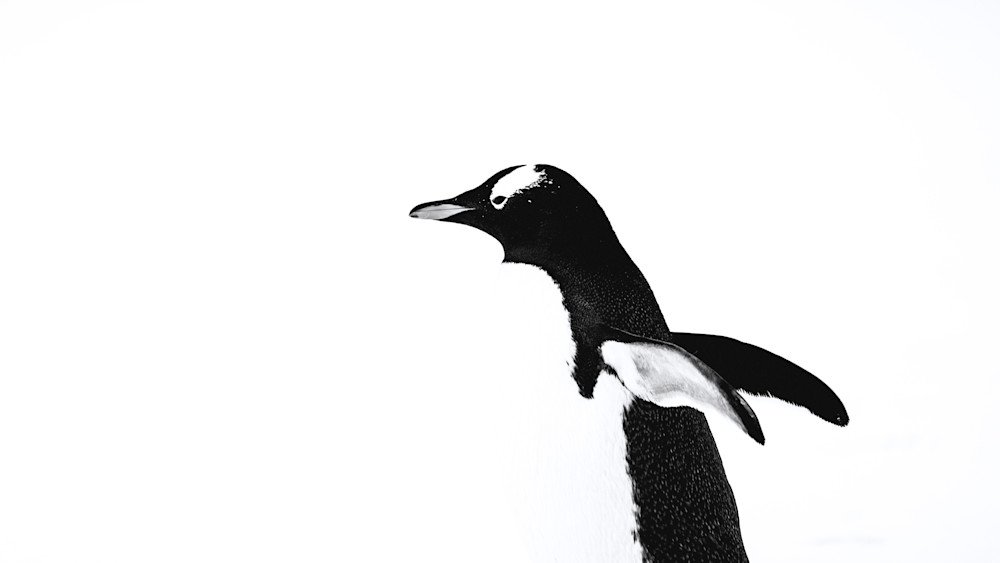 Gentoo Penguin in Motion Antarctica | Black and White Wildlife Photography