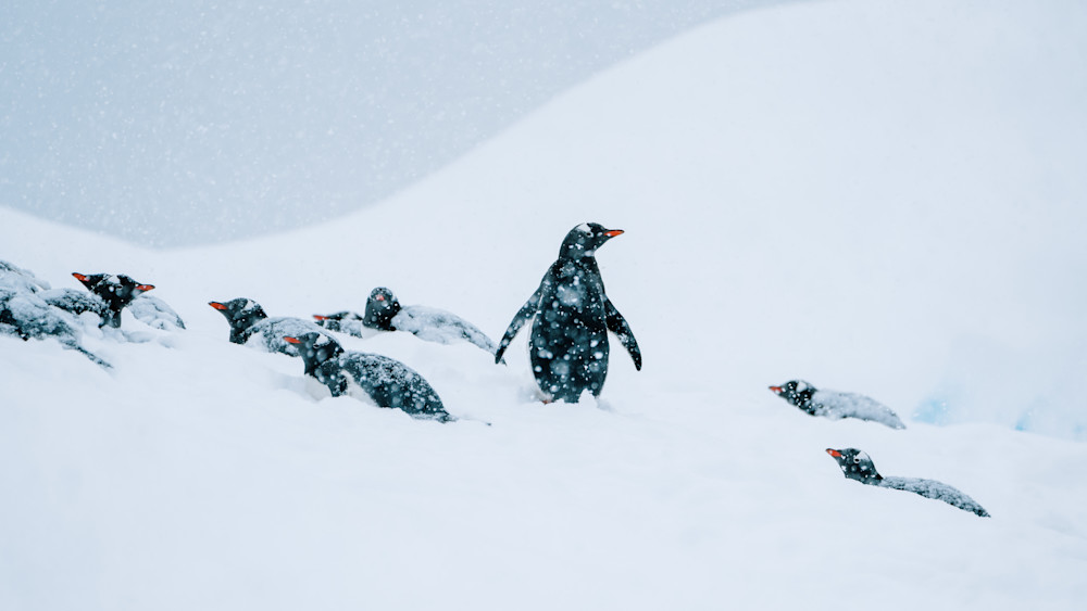 Gentoo Penguin Antarctica Photography | Wildlife Fine Art
