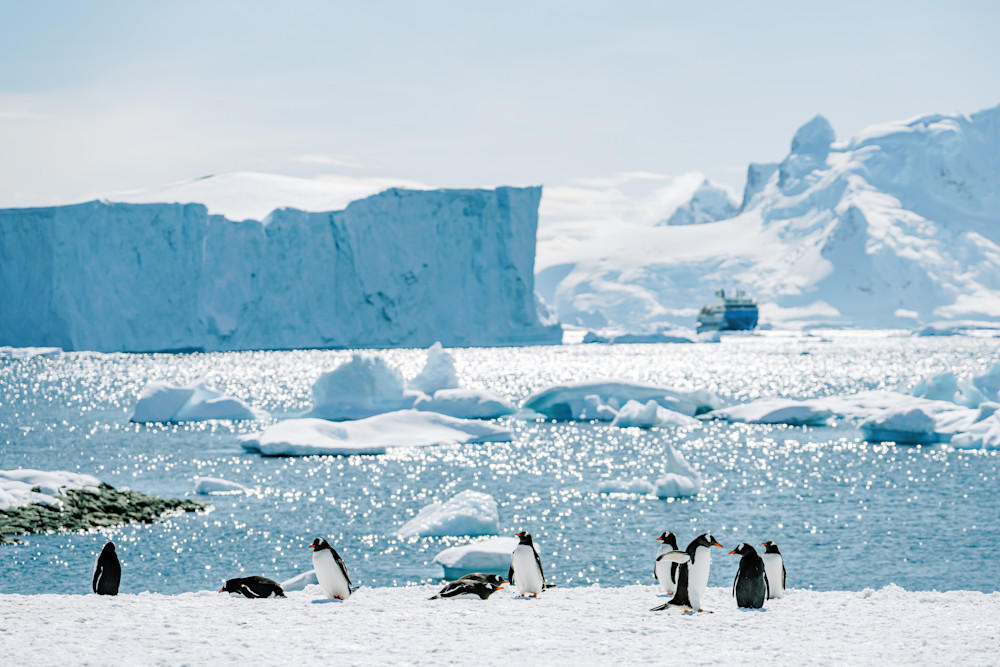 Gentoo Penguins Antarctica Coastline | Antarctic Wildlife Photography