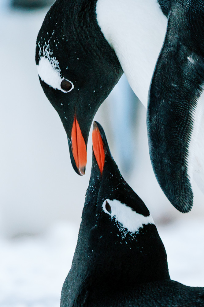 Gentoo Penguin Close Up Antarctica | Fine Art Wildlife Photography