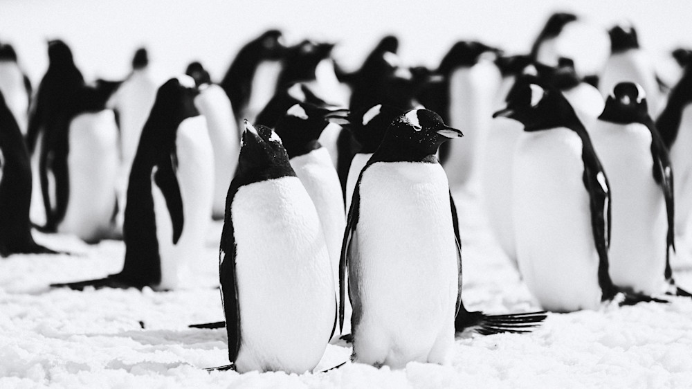 Antarctica Penguin Colony Black and White Photography 