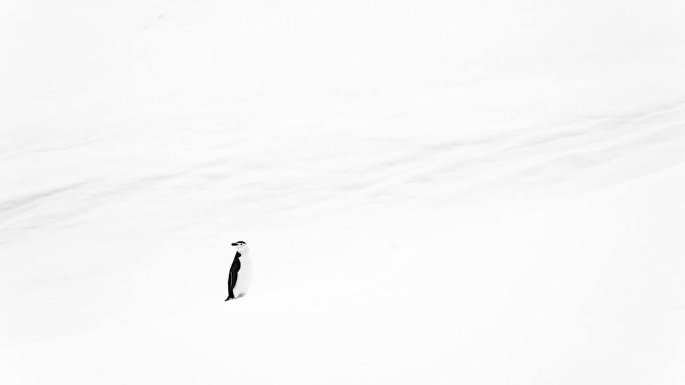 Minimalist Antarctica Penguin Photograph | Fine Art Wildlife Print