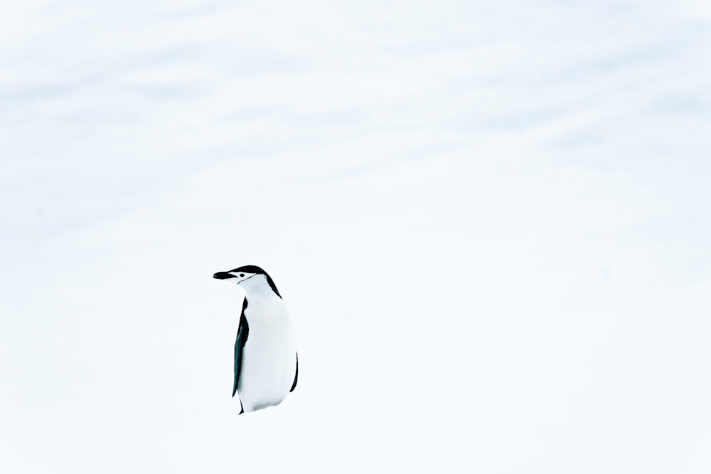 Antarctica Penguin Portrait | Fine Art Polar Wildlife