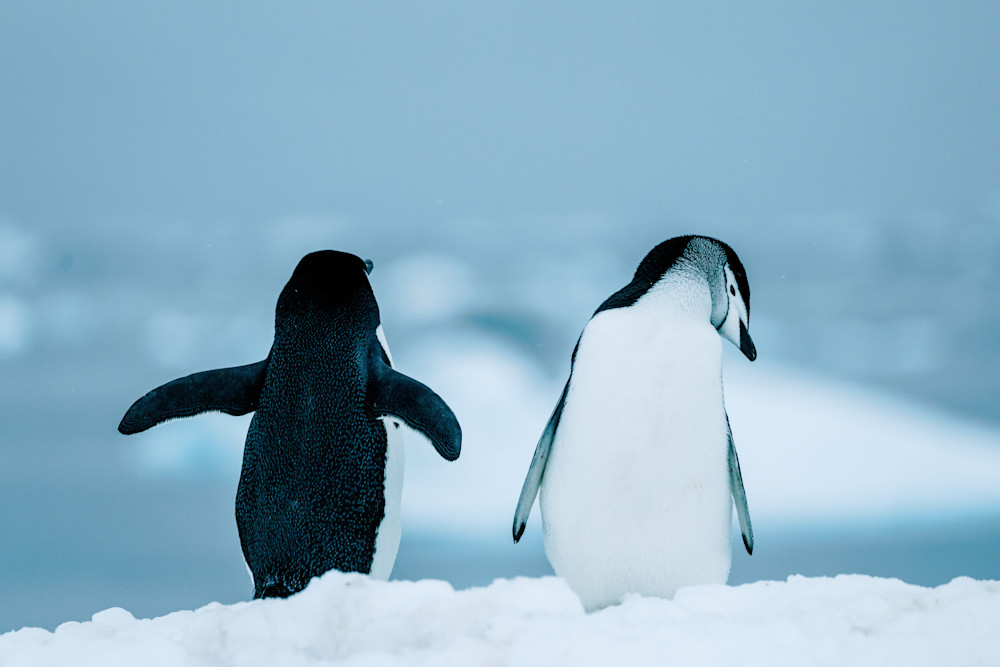 Antarctica Penguin Photography | Polar Wildlife Fine Art