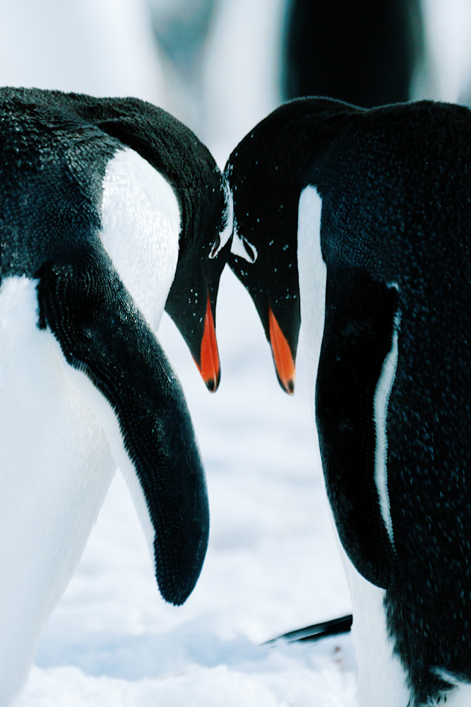 Antarctica Penguin Close-Up Photography | Fine Art Wildlife Print