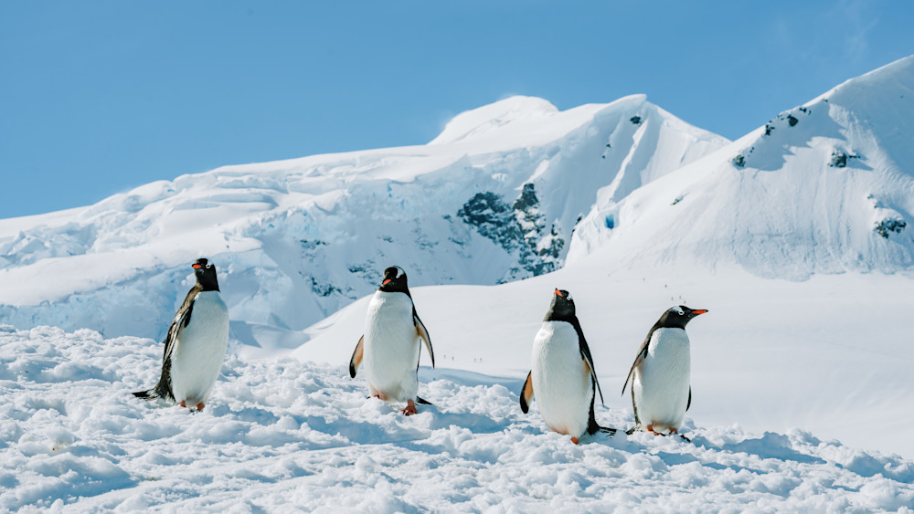 Gentoo Penguins Antarctica Photography | Wildlife Fine Art Print