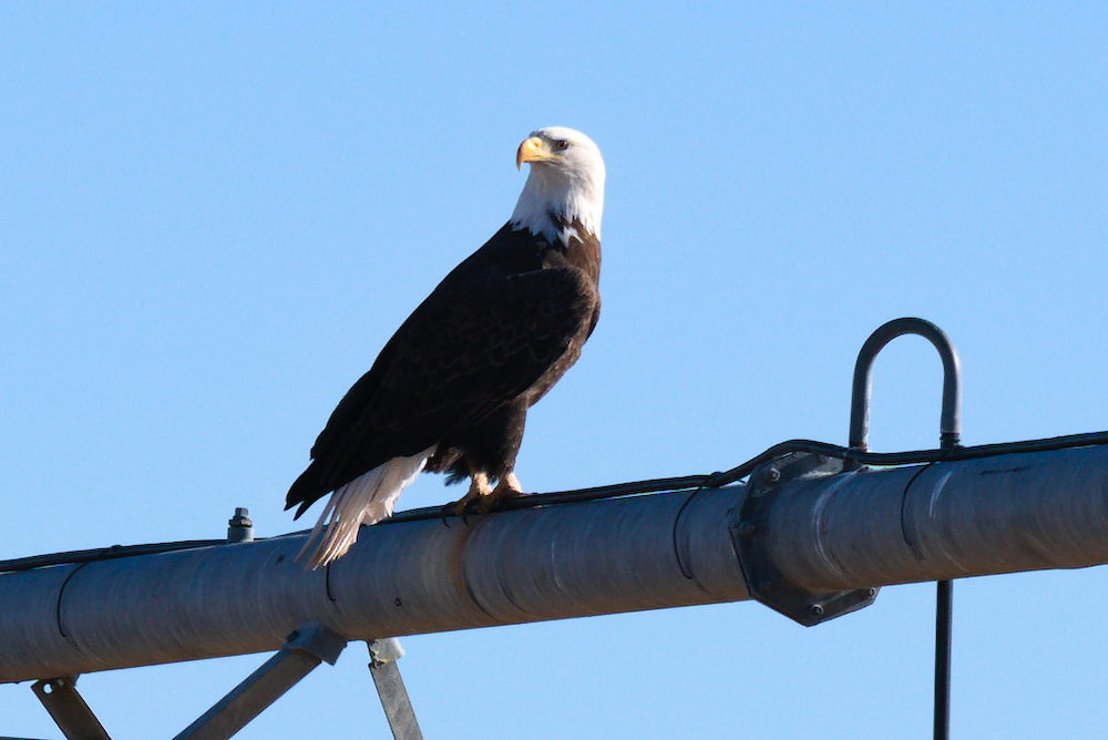 Eagle Chillin Photography Art | InYourBackyard