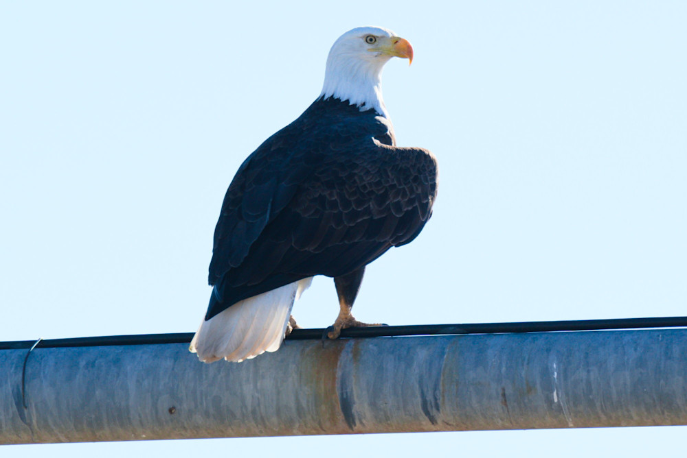 Eagle Photography Art | InYourBackyard