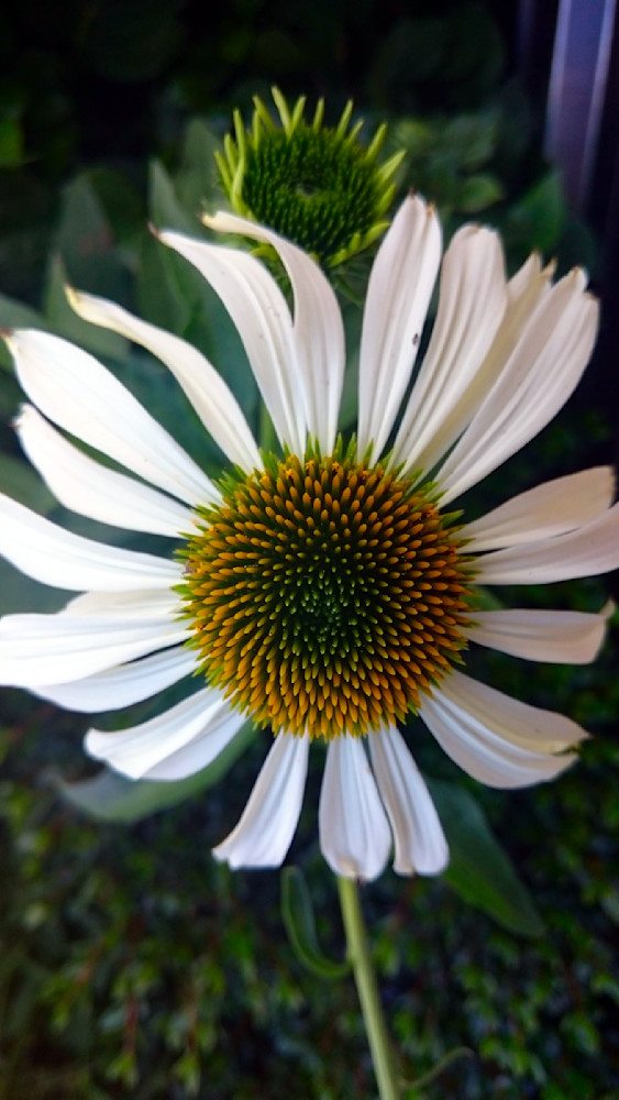 Flower Bloomed Photography Art | InYourBackyard