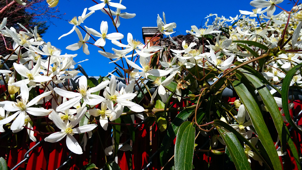 Fence Flowers Photography Art | InYourBackyard