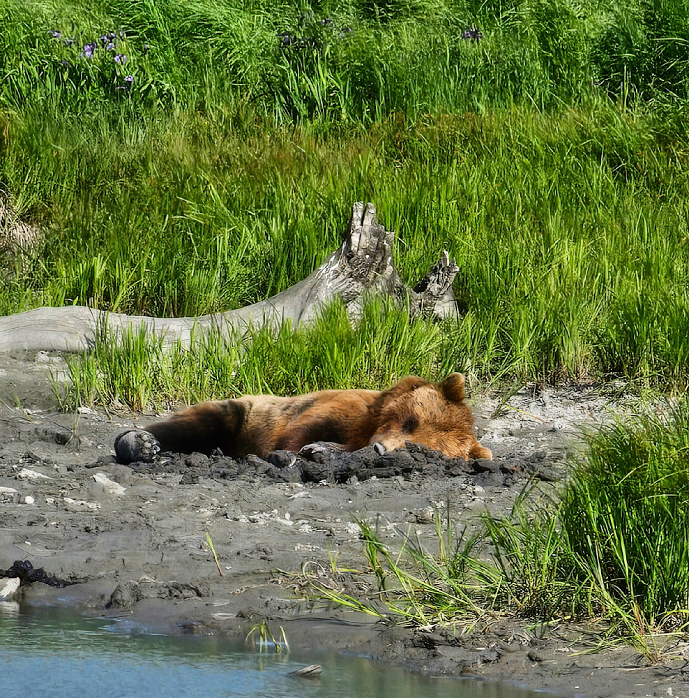 Sleepy Bear Cooling Off Photography Art | InYourBackyard