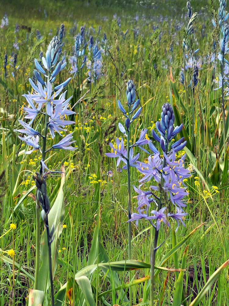 Among The Wildflowers In The Wallowas Photography Art | InYourBackyard