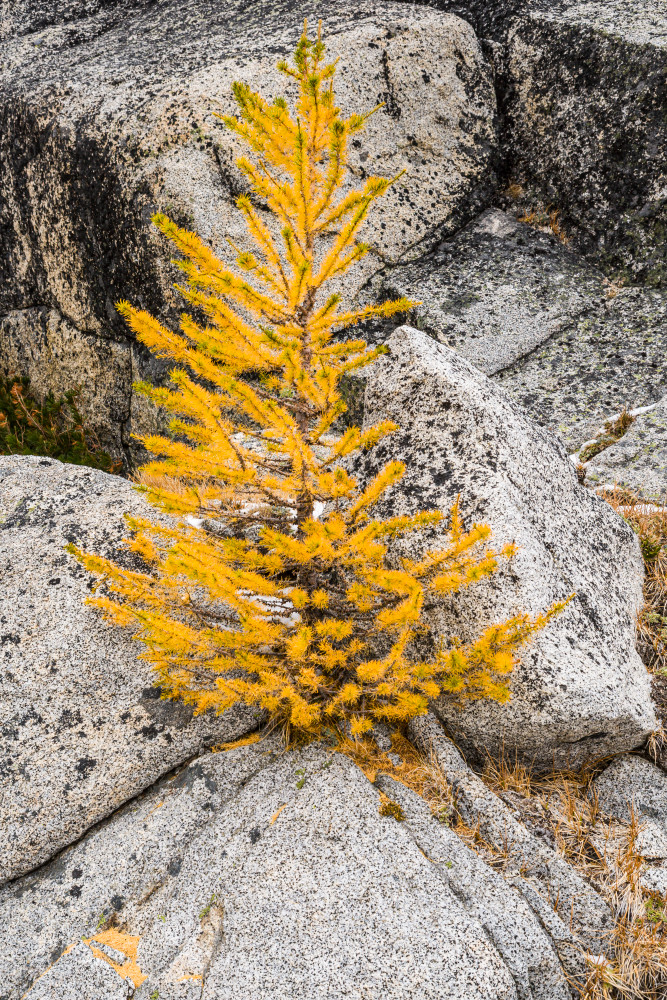 A small Larch tree and granite rocks, Enchantment Lakes Wilderness Area, Washington Cascades, USA.