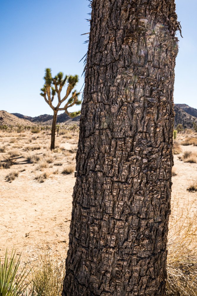 Closeup of a Joshua Tree trunk against a landscape and blue sky in Joshua Tree National Park..