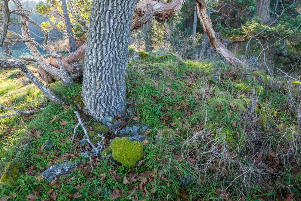 A forest floor detail while walking about and exploring Ruckle Provincial Park on Salt Spring Island, BC, Canada.