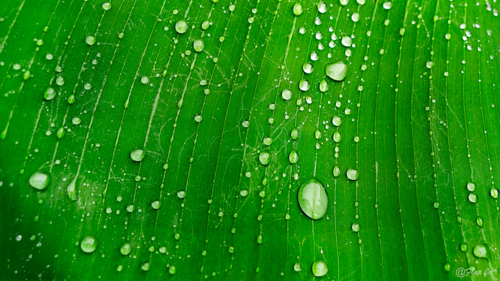 3 Green Wet  Leave.Jpg Photography Art | philippejanssens