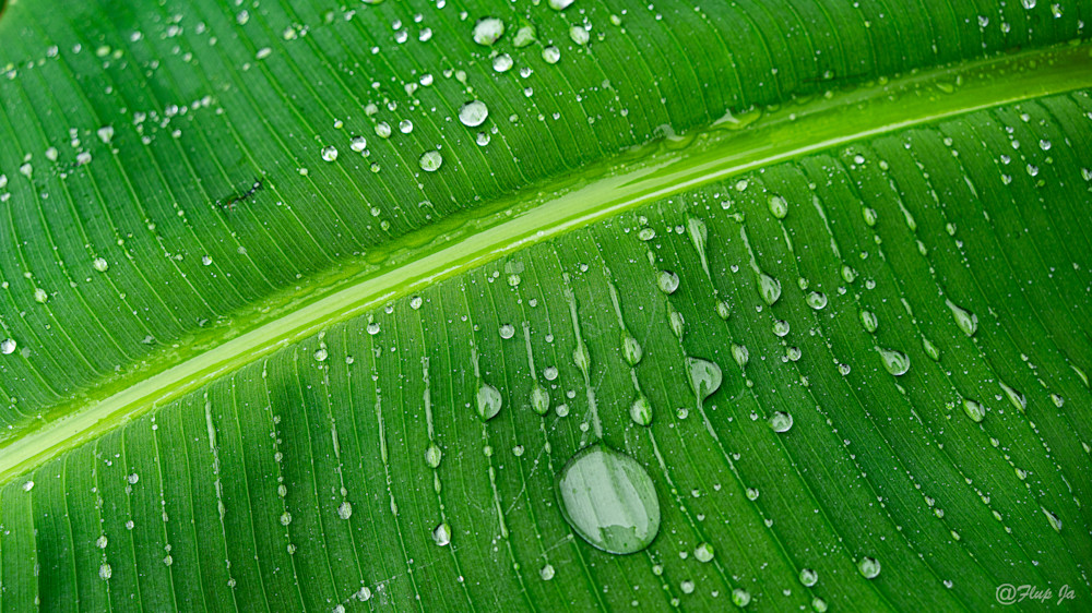 Green Leave.Jpg Photography Art | philippejanssens