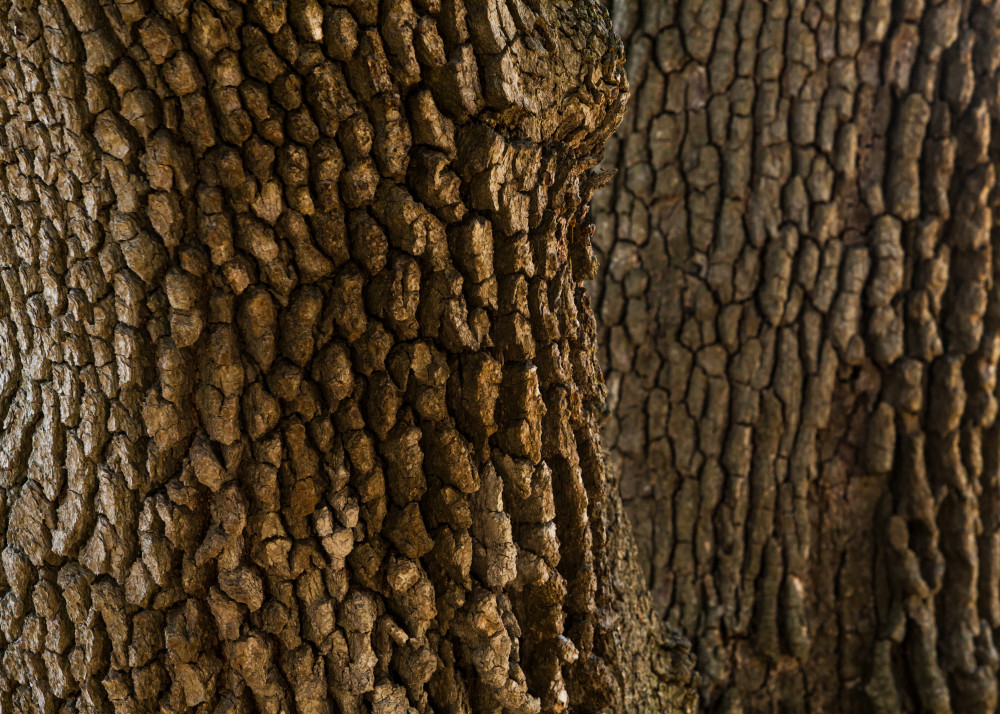 Garry Oak Bark 01 Art | Tim McGuire Fine Art