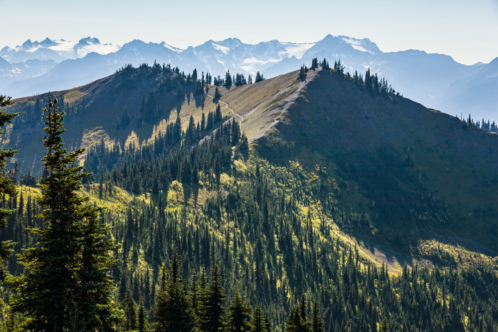 Hurricane Ridge Trail Art | Tim McGuire Fine Art