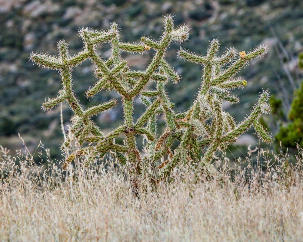 Cholla cactus and other faoilage in the desert foothills of the Sandia mountains, New Mexico, USA.