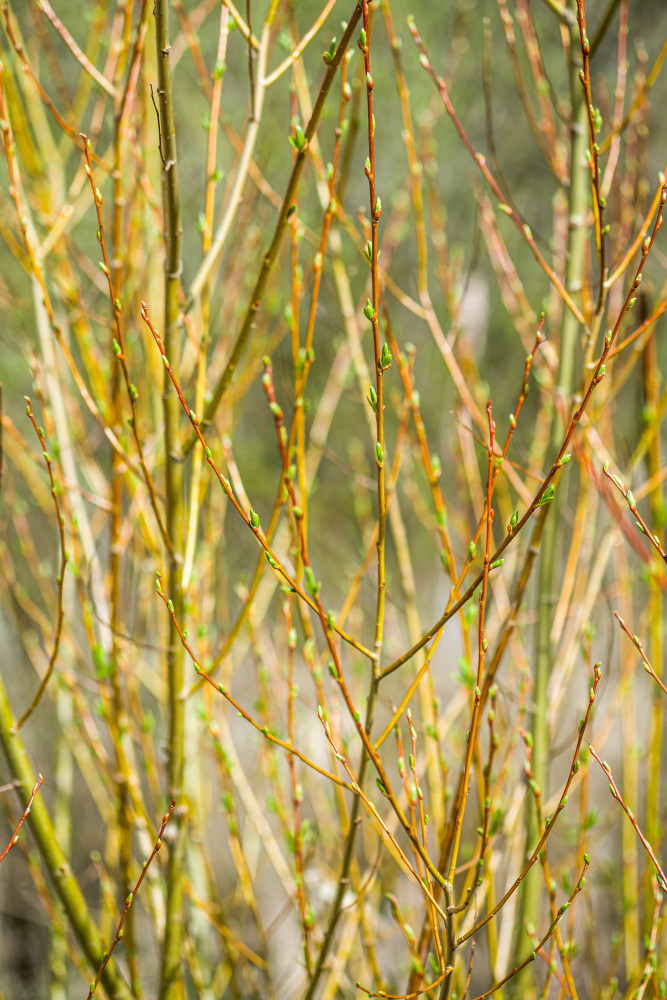 Spring Willow Art | Tim McGuire Fine Art