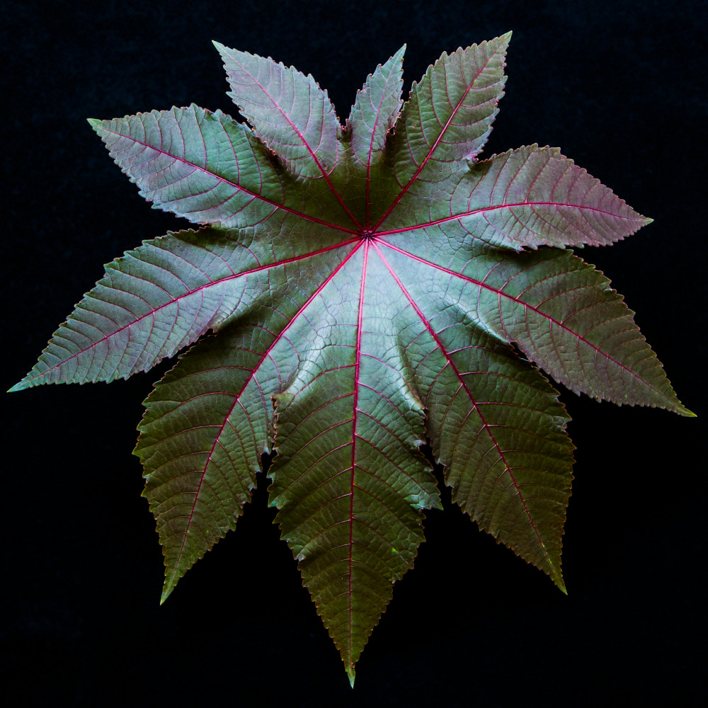 plant, castor, bean, studio, still, life, leaves