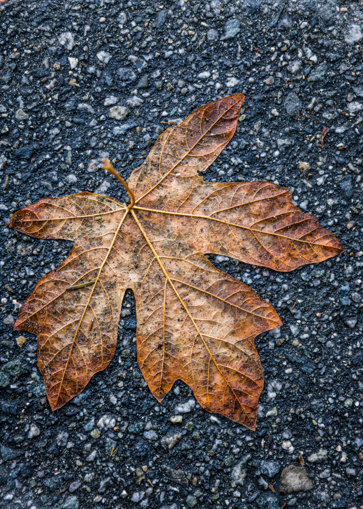 A dampend flattened Maple leaf on an asphalt pathway. Vancouver, BC, Canada.