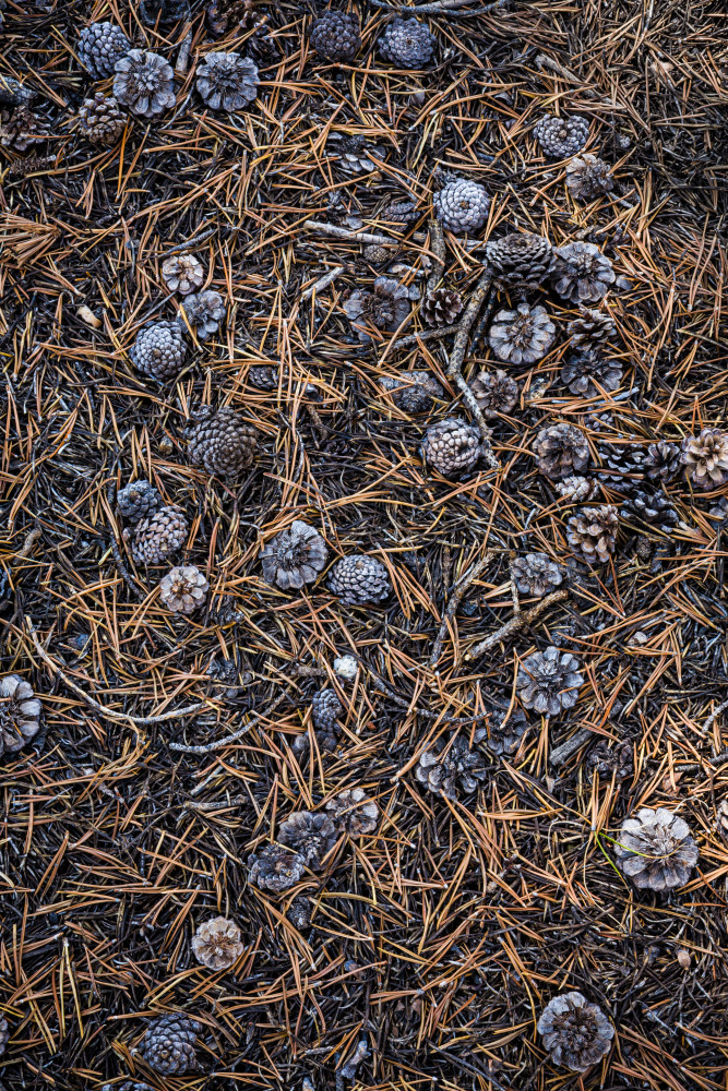 pine, cones, needles, fallen, ground, details, textures, photography