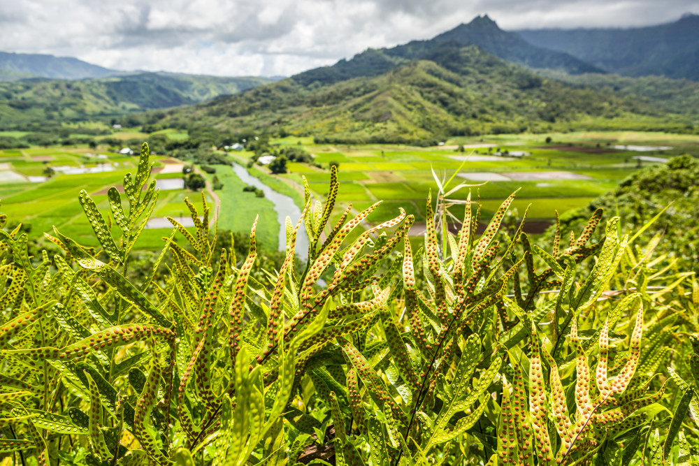 The underside of fern fronds showing the spores with a lush green farmland landscape beyond, Kauai, Hawaii, USA.
