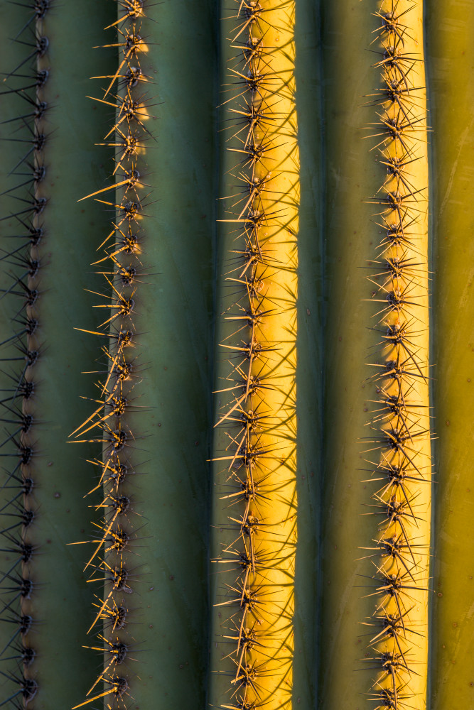 cactus, saguaro, side, light, photography