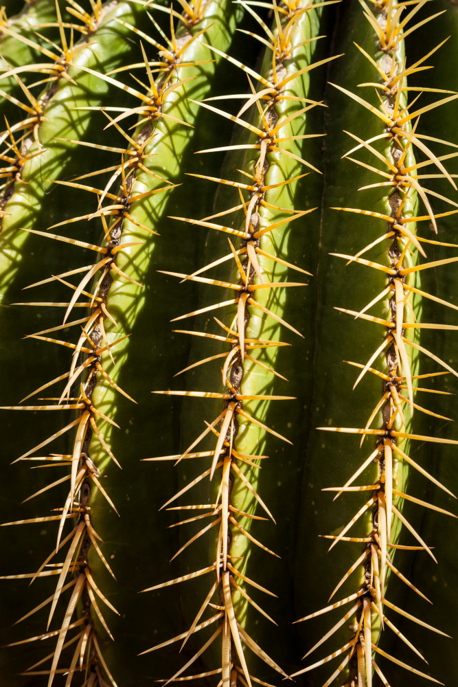 Cactus, close-up, Desert, Botanical, Garden, Photography
