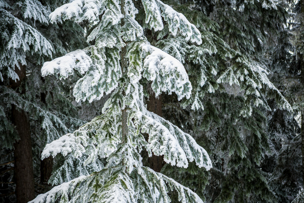 Detail view of a young Douglas Fir in winter covered with snow and ice, Central Cascades of Washington, USA.