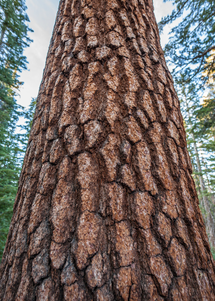 Bark Lines Art | Tim McGuire Fine Art